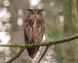 Eagle owl in Zwolle