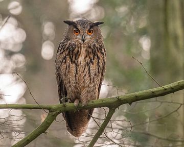 Eagle owl in Zwolle by Erik Veldkamp