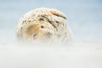 Grijze zeehond