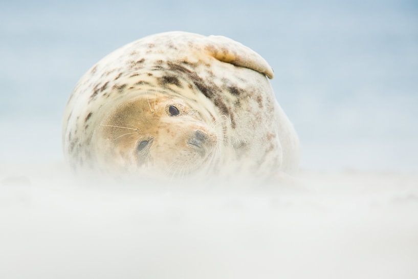 Grey seal by Bram Conings