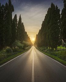 The avenue of Bolgheri and the sun in the middle. Tuscany