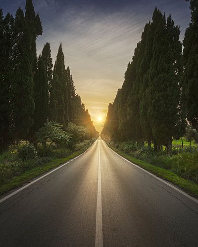 De laan van Bolgheri en de zon in het midden. Toscane