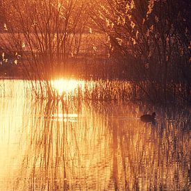 Le soleil du matin sur Gerard van der Wal