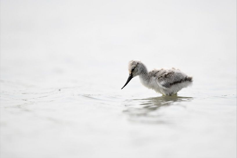 Schattige kleine kluut par Mike Bos