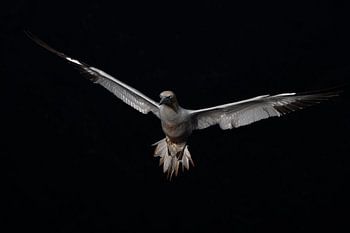 Low-Key-Flugbild Jan van Gent.