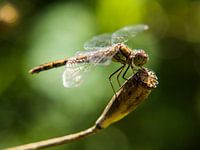 Libelle