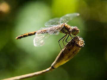 Dragonfly by Martijn Wit