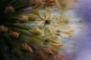 Inside the flower
