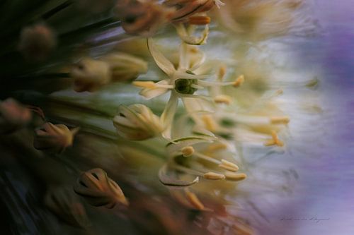 L'intérieur de la fleur