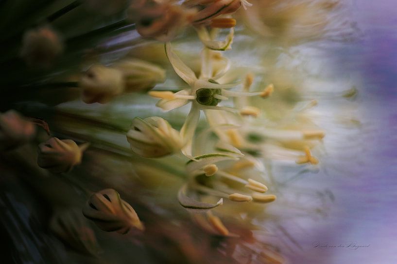 Inside the flower by Heidi van den Bogaard