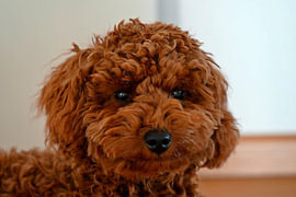 HONDEN 23