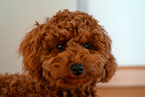 HONDEN 23
