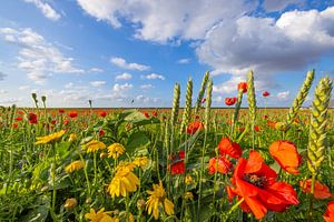 Ein Wildblumenfeld in einem Polder im nördlichen Groningen