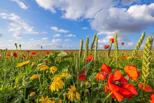 Een veld met wilde bloemen in een polder in noord Groningen