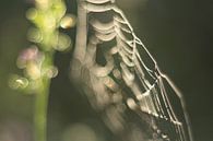 Spider web abstract by Moetwil en van Dijk - Fotografie thumbnail