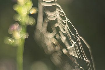 Spider web abstract by Moetwil en van Dijk - Fotografie