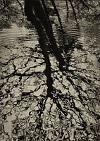 REFLET DES ARBRES 03