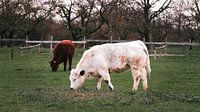 Vaches dans le haut polder de Wageningen
