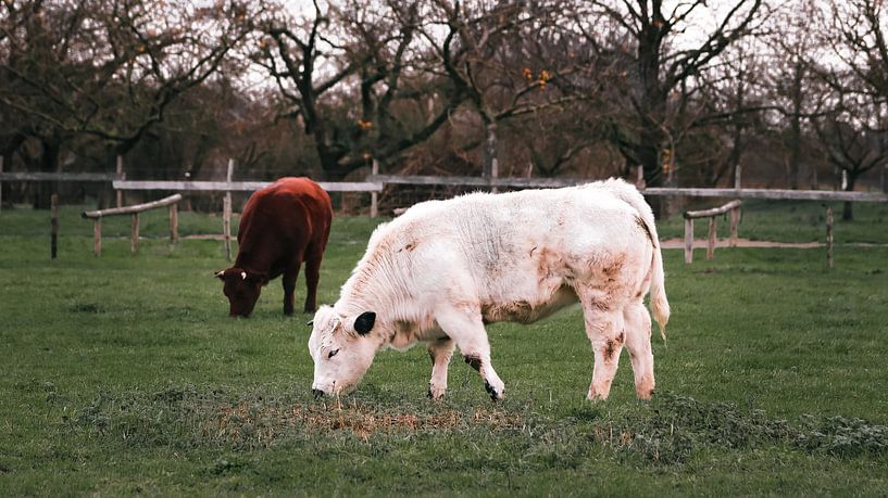 Cows in Wageningen upper polder by AciPhotography