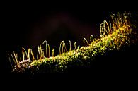Mos op een oude boomstam, natuurfotografie van Heino Minnema thumbnail