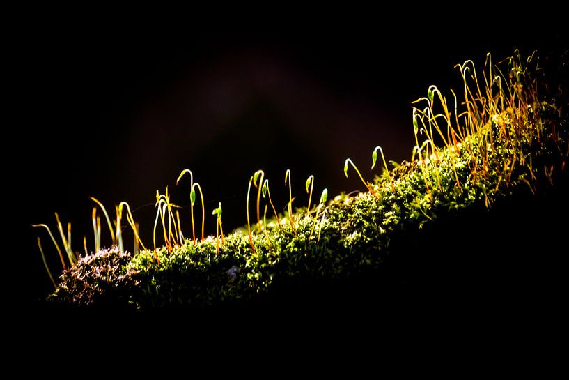 Mos op een oude boomstam, natuurfotografie van Heino Minnema