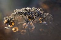 Hortensie in sanfter Wintersonne | Stillleben Naturfotografie