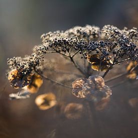 Hortensie in sanfter Wintersonne | Stillleben Naturfotografie von Suzanne Rotteveel