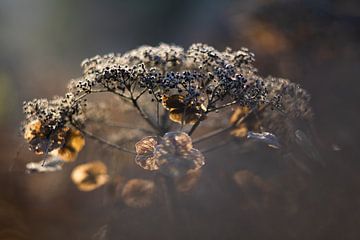 Hortensie in sanfter Wintersonne | Stillleben Naturfotografie