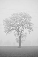 Solitaire tree