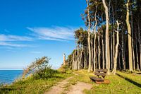 Coastal forest on the Baltic Sea coast in Nienhagen, Germany