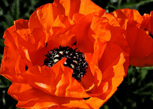Mohnblumen 2
