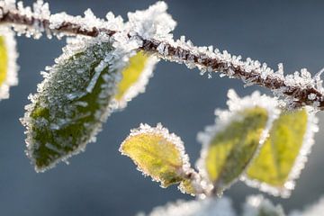 Mûr sur brindilles sur Severin Frank Fotografie