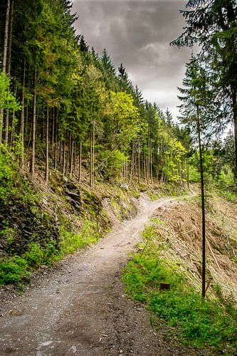 bospad langs de klif