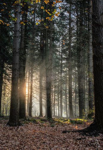 Kwintelooijen part 3