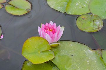 Seerose von Tanja Voigt