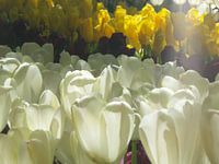 Keukenhof bloemen