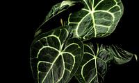 Kamerplant Anthurium Clarinervium
