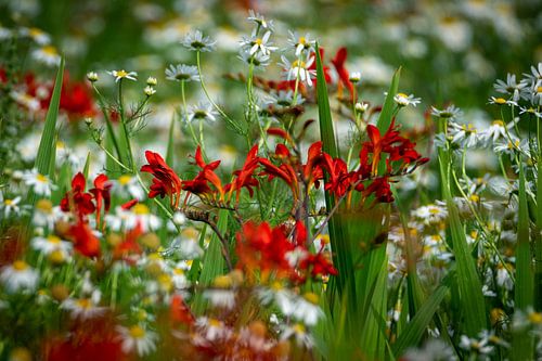 Bloeiende crocosmia's