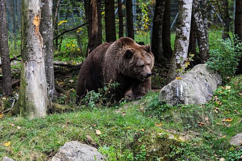 Bruine beer in het wildpark Cumberland Grünau