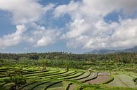 rijstveld in vroeg stadium in Bali, Indonesië. Kokospalm en hut bij achtergrond van Tjeerd Kruse thumbnail