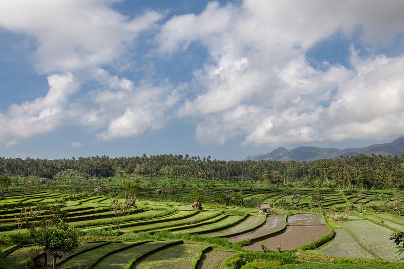 rijstveld in vroeg stadium in Bali, Indonesië. Kokospalm en hut bij achtergrond van Tjeerd Kruse