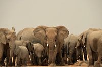 Contact oculaire avec un éléphant menaçant
