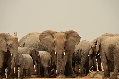 Eye contact with a threatening elephant