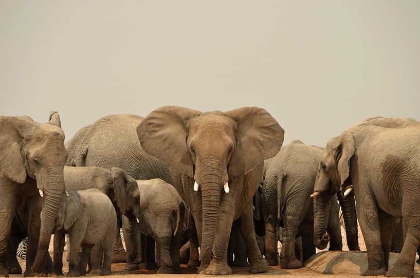 Contact oculaire avec un éléphant menaçant par Renzo de Jonge