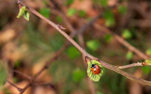 Lieveheersbeestje op een tak
