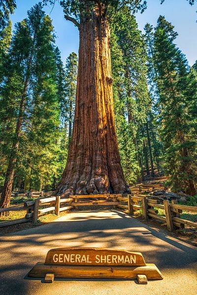 The General Sherman Tree by Joseph S Giacalone Photography