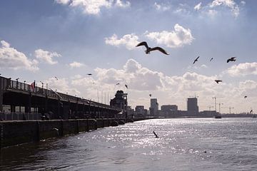 Vogels boven de Schelde in Antwerpen van Jochem Oomen