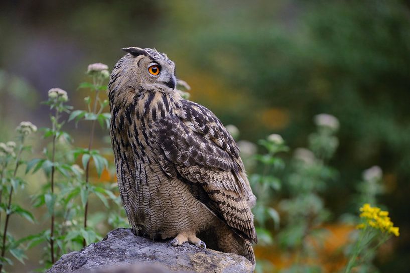 La chouette aigle ( Bubo bubo ) est assise sur un rocher au milieu des fleurs et regarde attentiveme par wunderbare Erde