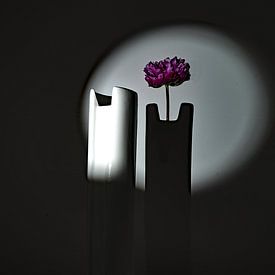 Blume im Schatten von Thomas Riess