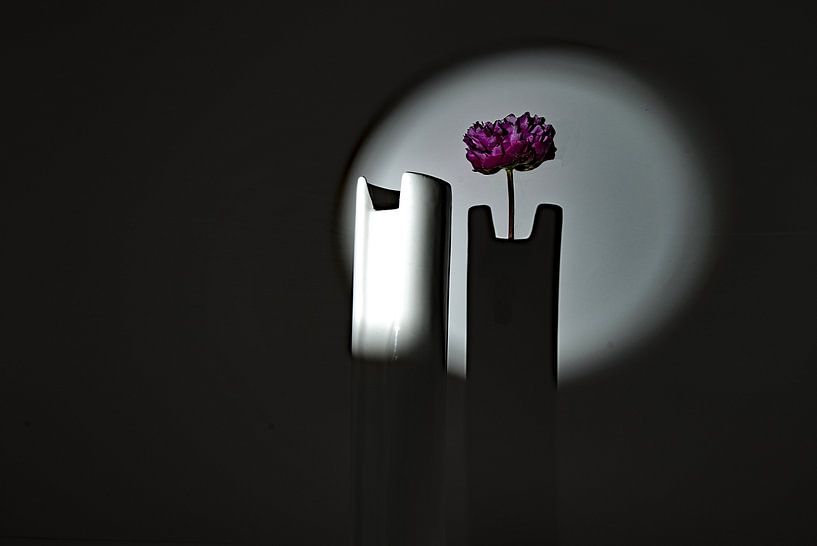 Blume im Schatten von Thomas Riess